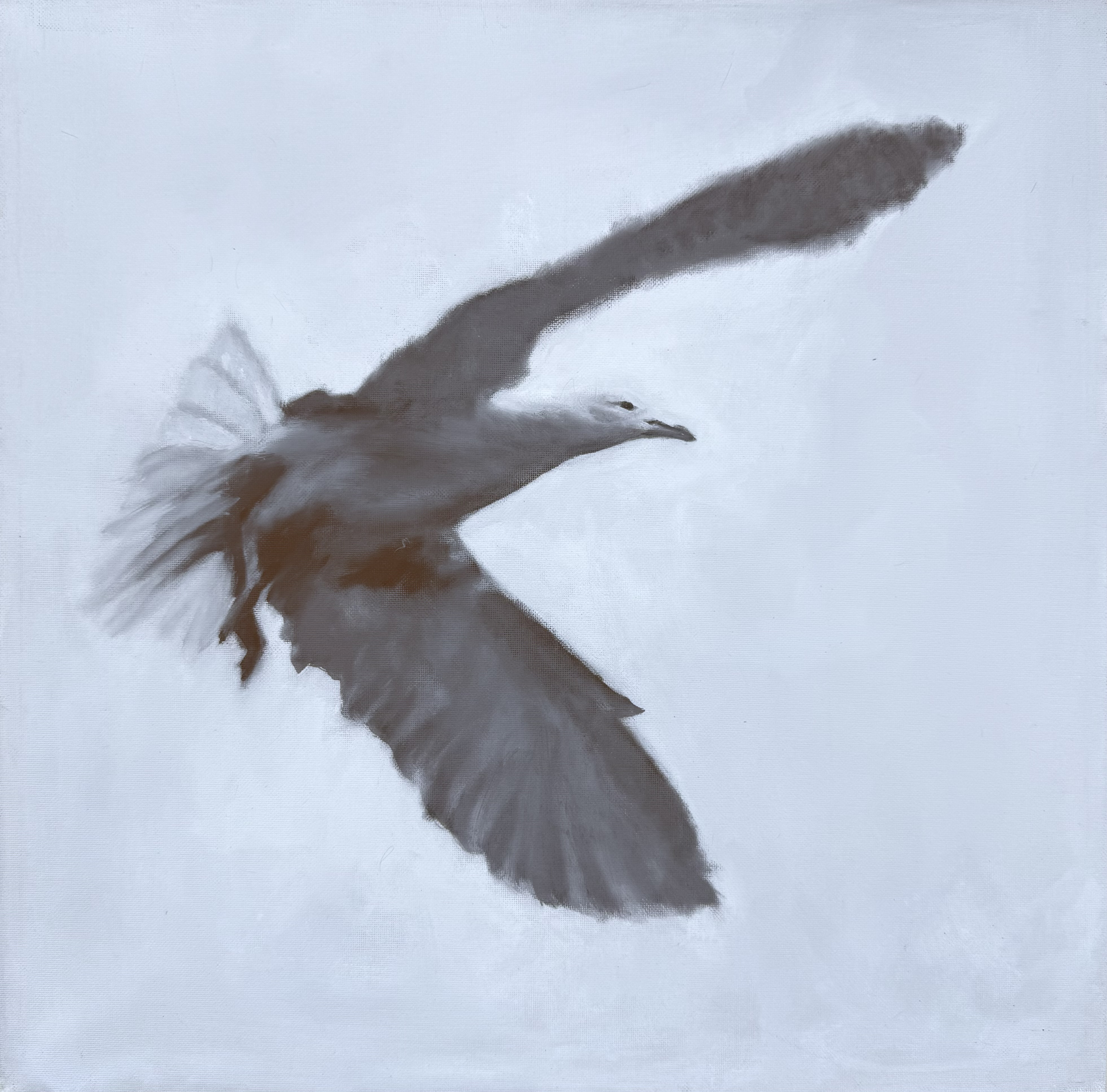 Seagull